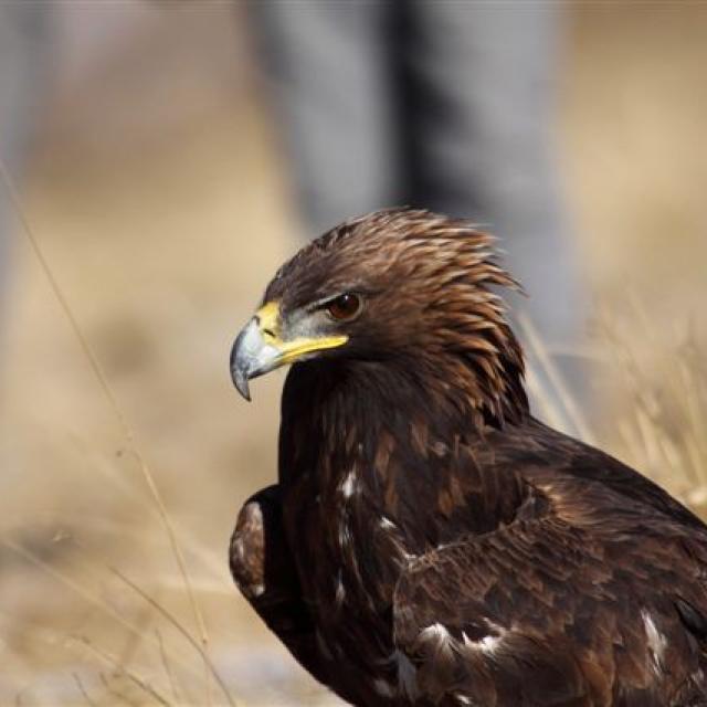 Lâché aigle royal - Oisans - déc 2014 - © Cathy Ribot