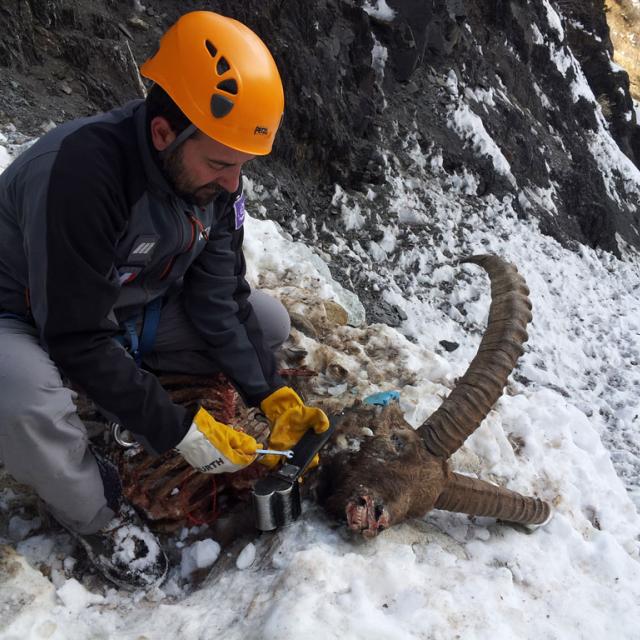 Récupération collier émetteur bouquetin mort - janvier 2015 - Valgaudemar - photo Ludovic Imberdis - Parc national des Ecrins