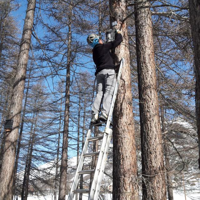 nettoyage nichoirs chauve-souris - mars 2015 - © C.Broquet-F.Barbe - Parc national des Ecrins