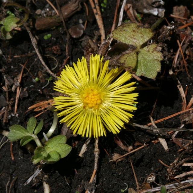 Tussilage  © B-Nicollet - Parc national des Ecrins