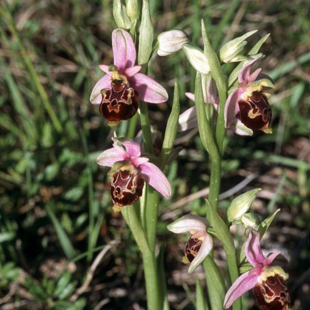 ophrys bourdon - © B.Nicollet - Parc national des Ecrins