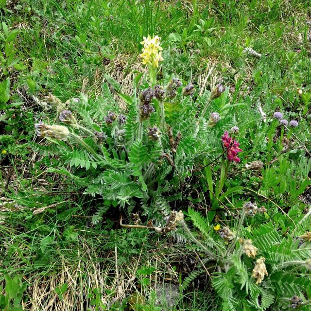 Oxytropide de Haller  © B.Nicollet - Parc national des Ecrins