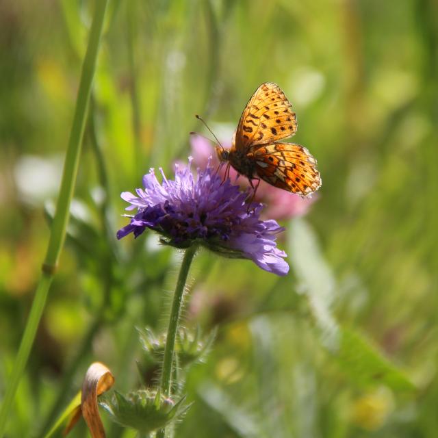 Concours prairies fleuries - Valgaudemar - juin 2015 - © Agnes Thiard - Parc national des Ecrins