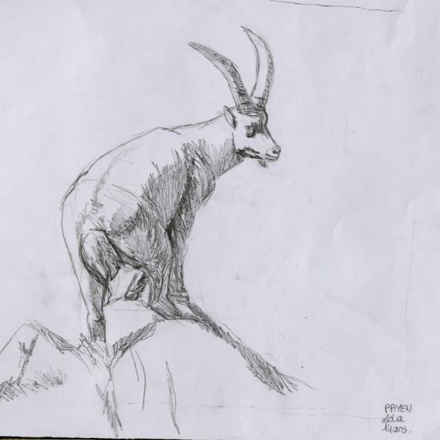 Lola Payen - prix ados concours de dessin hivers 2015 - Parc national des Ecrins