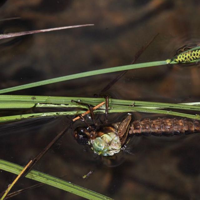 Début de mue aeschne © Marc Corail - Parc national des Ecrins