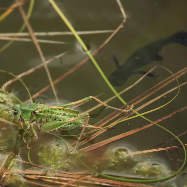 Gare à tous les insectes (ici un dectique verrucivore) qui tombent à l'eau: le triton n'est jamais loin © Marc Corail - Parc national des Ecrins