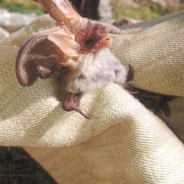 Détermination en main d'un oreillard roux © M.Corail - Parc national des Ecrins