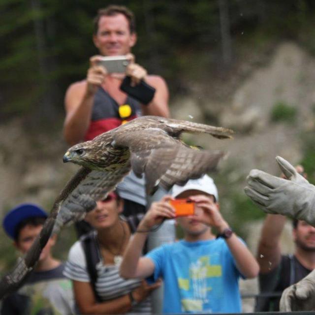 Comptage vautour et lâcher de rapaces en Embrunais - © D.Combrisson - Parc national des Ecrins