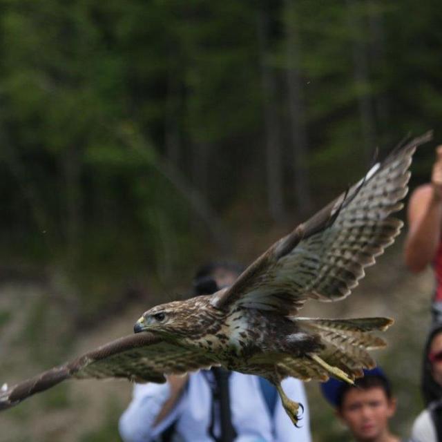 Comptage vautour et lâcher de rapaces en Embrunais - © D.Combrisson - Parc national des Ecrins