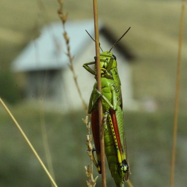 Criquet ensanglanté © D.Maillard - parc national des Ecrins