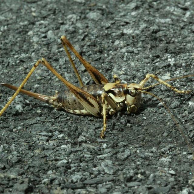 Antaxie marbrée  © D.Maillard - parc national des Ecrins