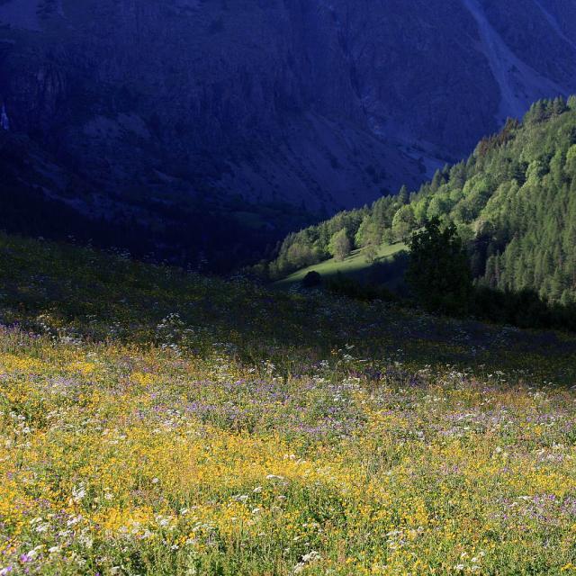 Prairie naturelle © Marc Corail - Parc national des Ecrins