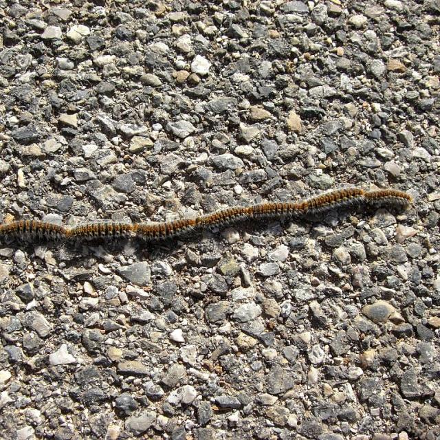 Chenille processionnaires -  © Sylvie Durix- Parc national des Ecrins