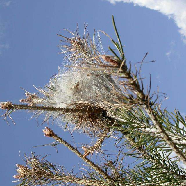Cocon chenille processionnaire © Blandine Delenatte - Parc national des Ecrins