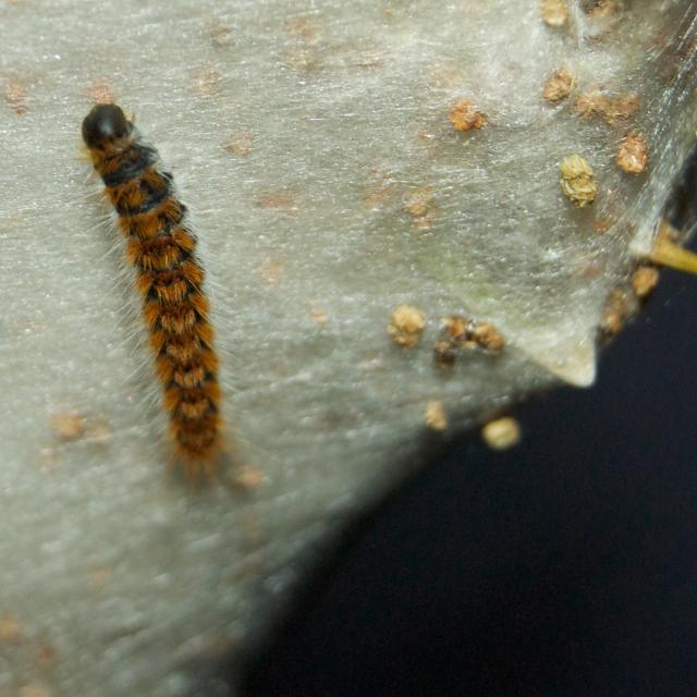 Chenille de processionnaire, stade 4 ou 5 © Donovan Maillard - Parc national des Ecrins