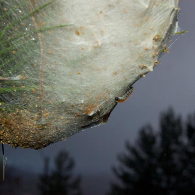 Cocon et chenille processionnaire © Donovan Maillard - Parc national des Ecrins
