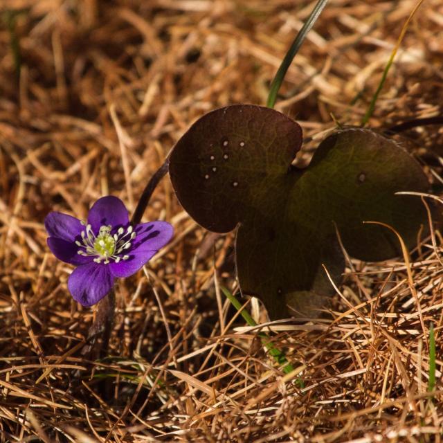 anémone hépatique, nov 2015   © C.Albert- Parc national des Ecrins