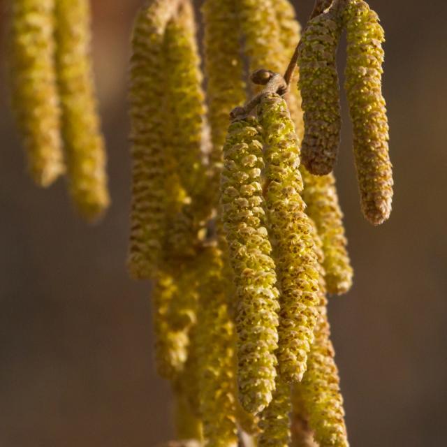 Noisetier en fleurs, 2 février 2016 © C.Albert- Parc national des Ecrins