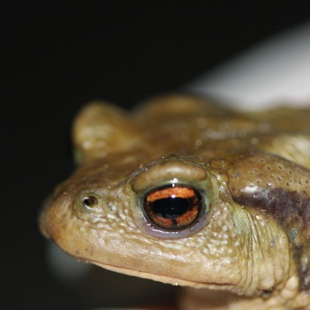 commun ou épineux, question de crapaud © D.Combrisson - Parc national des Ecrins