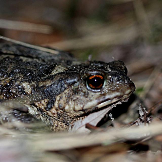 Crapaud commun ou épineux ? © D.Combrisson - Parc national des Ecrins