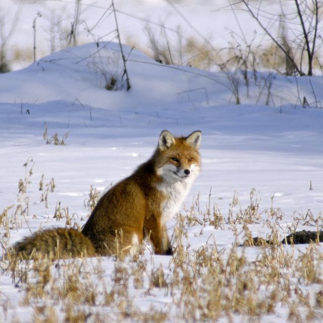 Le renard - © damien Combrisson - Parc national des Ecrins