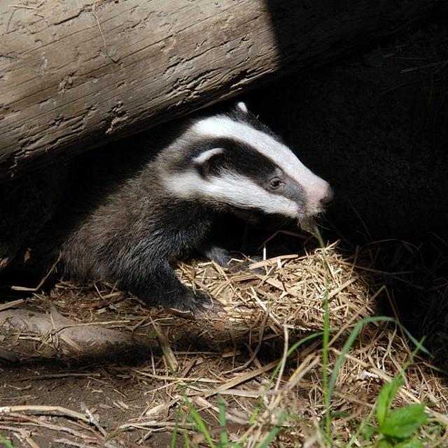 Jeune blaireau © D.Fiat - Parc national des Écrins