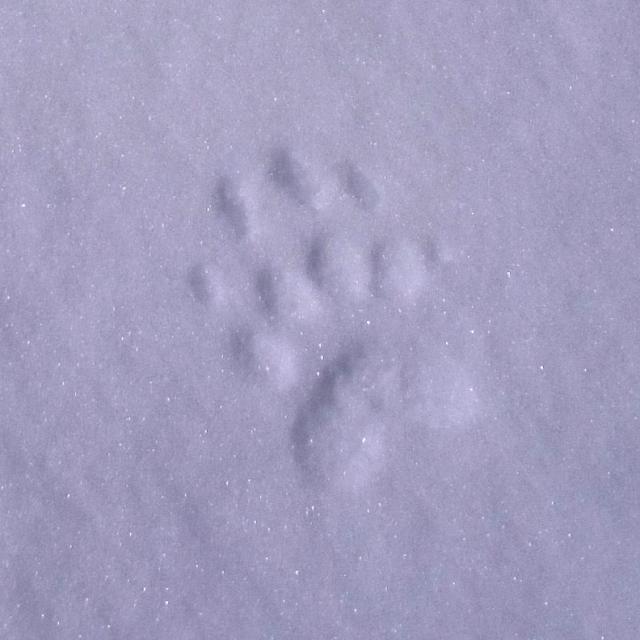 Empreinte blaireau dans la neige - mars 2016 - © E-Ollieu - N-Bertrand - Parc national des Écrins