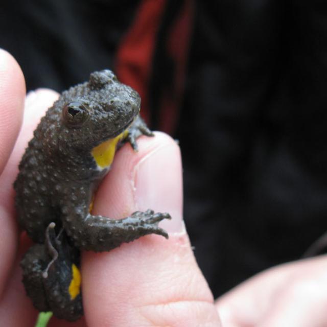 Sonneur à ventre jaune - étude et suivi © Parc national des Ecrins