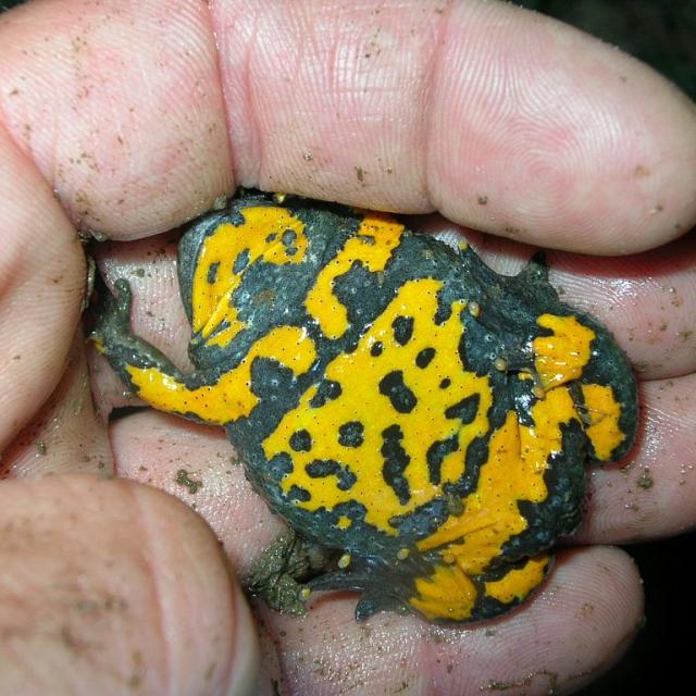 Sonneur à ventre jaune - étude et suivi © Parc national des Ecrins
