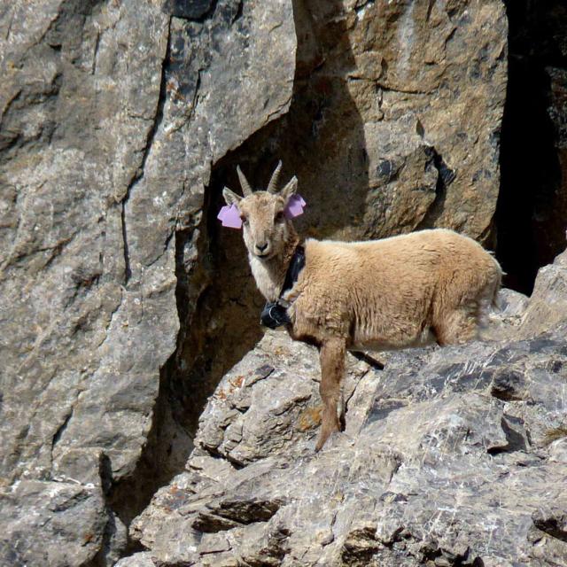 Camille - bouquetin cerces - © H-Quellier - Parc national des Écrins