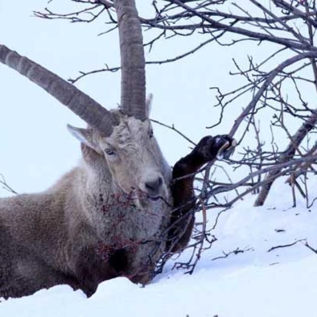 Ibex alisier - © Parc national des Écrins