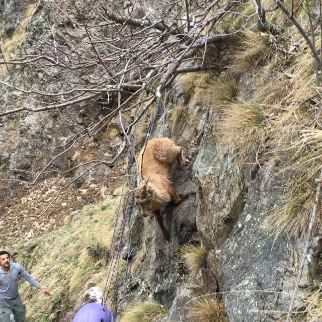 Captures dans le Valbonnais - © Baki Benyoub - Parc national des Écrins