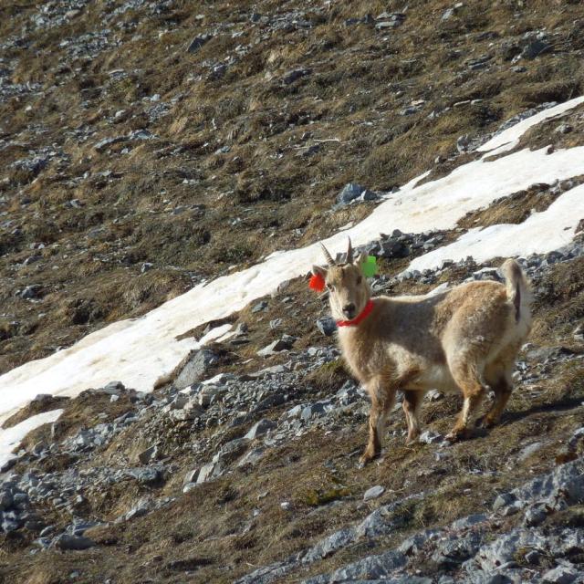 2016-04-capture bouquetins Cerces - © C-Coursier - Parc national des Écrins