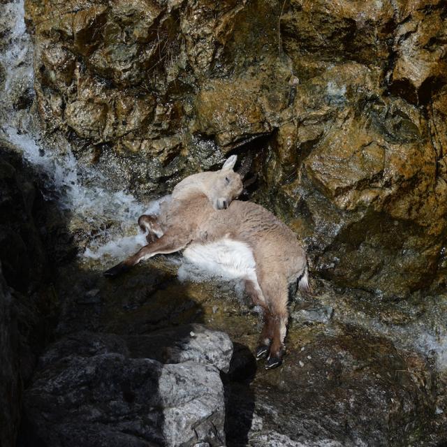 2016-04-capture bouquetins  - © R-Papet - Parc national des Écrins