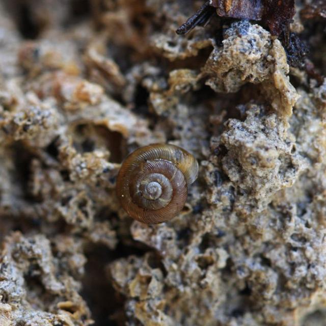 Discus ruderatus - réserve intégrale du Lauvitel - Parc national des Ecrins