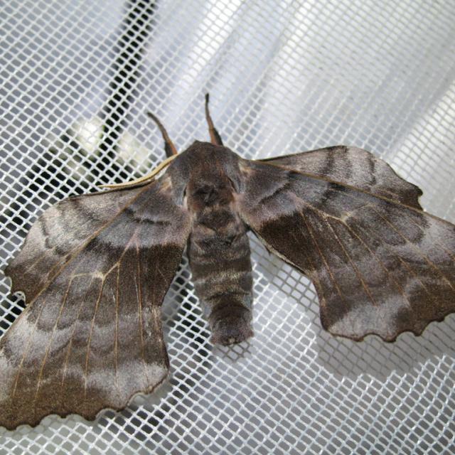 laothoe-populi -réserve intégrale du Lauvitel - Parc national des Ecrins