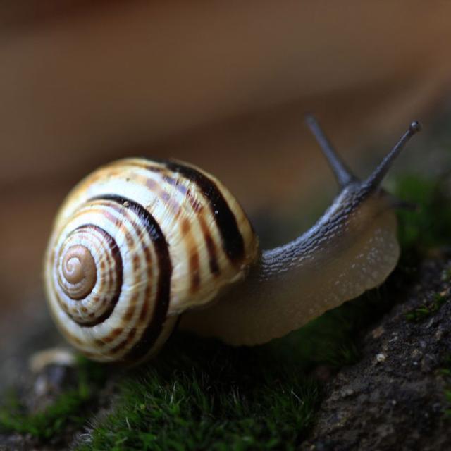 malucaria sylvatica -laothoe-populi -réserve intégrale du Lauvitel - Parc national des Ecrins