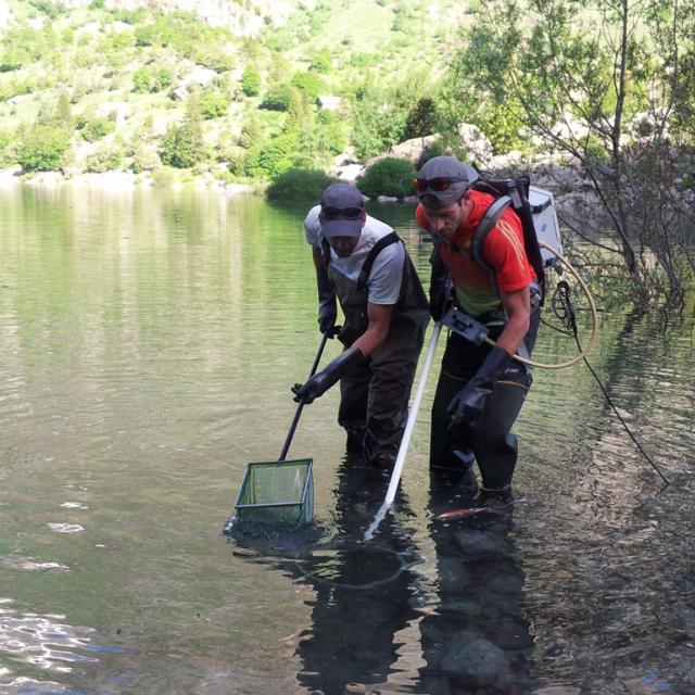 Pêche électrique   -réserve intégrale du Lauvitel - Parc national des Ecrins