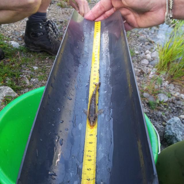 Pêche électrique   -réserve intégrale du Lauvitel - Parc national des Ecrins