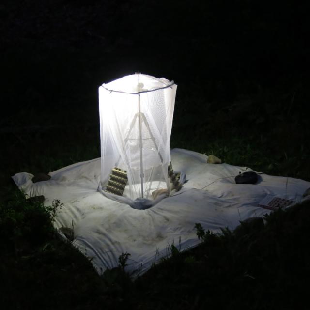 Piége papillons de nuit  -réserve intégrale du Lauvitel - Parc national des Ecrins