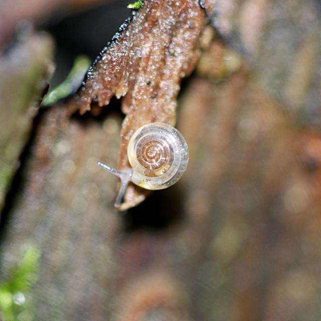 Vitrea diaphana - réserve intégrale du Lauvitel - Parc national des Ecrins