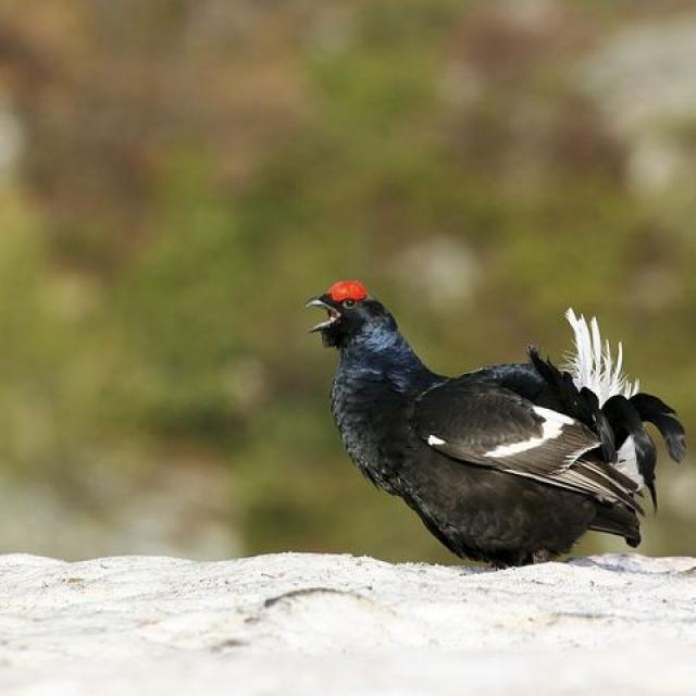 tétras lyre © Robert Chevalier - Parc national des Écrins