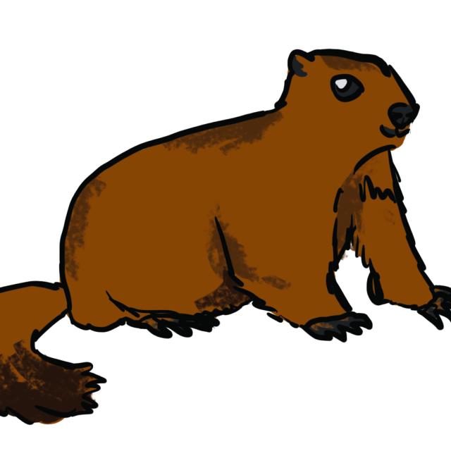 Marmotte