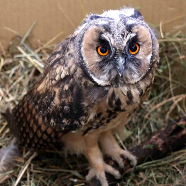 jeune hibou moyen duc retrouvé et nourri en août 2016 - photo Parc national des Ecrins