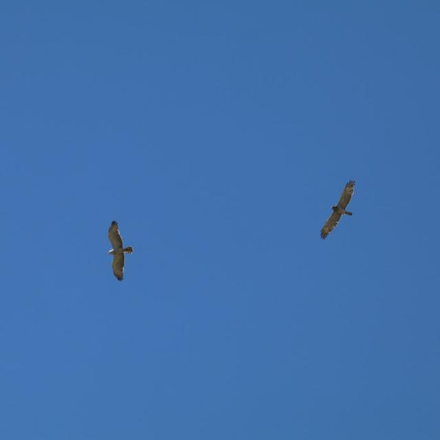 Deux circaètes - Comptage migrateurs - Embrunais - août 2016 © Laurent Rippet - Parc national des Ecrins 