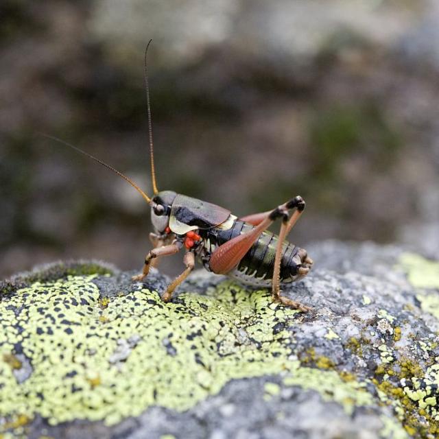 Anatole des Alpes - © Bernard Nicollet - Parc national des Écrins