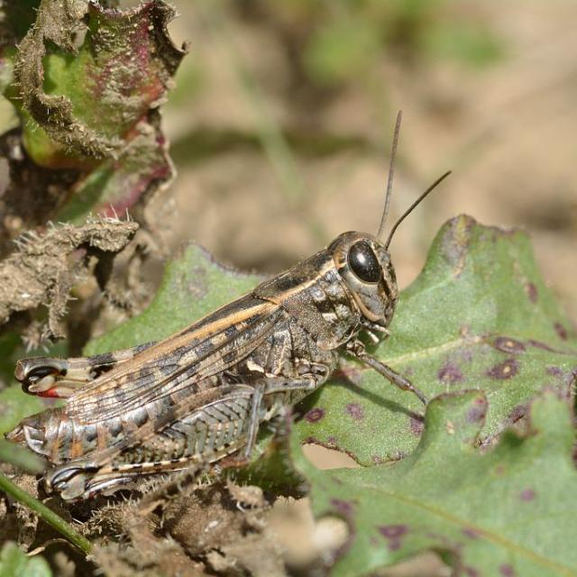 Caloptène sicilien - © Mireille Coulon - Parc national des Écrins