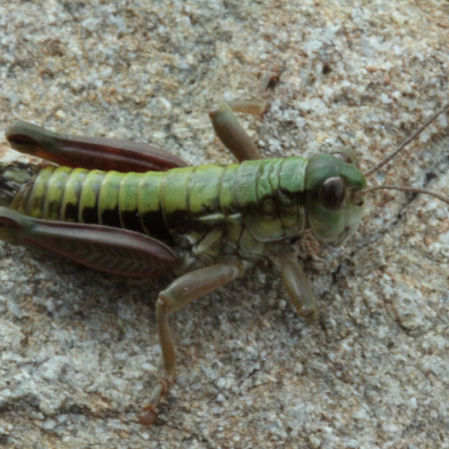 Miramelle piémontaise - © Donovan Maillard - Parc national des Écrins