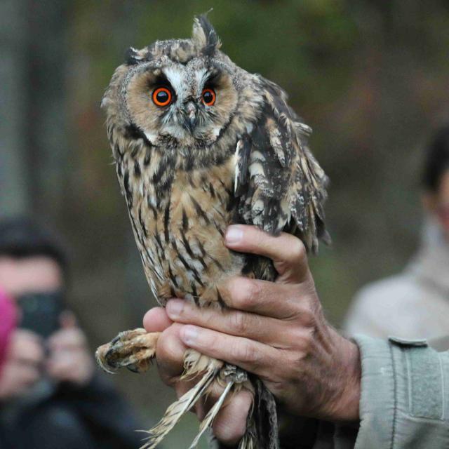 Lâcher d'un jeune hibou moyen duc dans le Briançonnais - © H-Quellier - Parc national des Ecrins