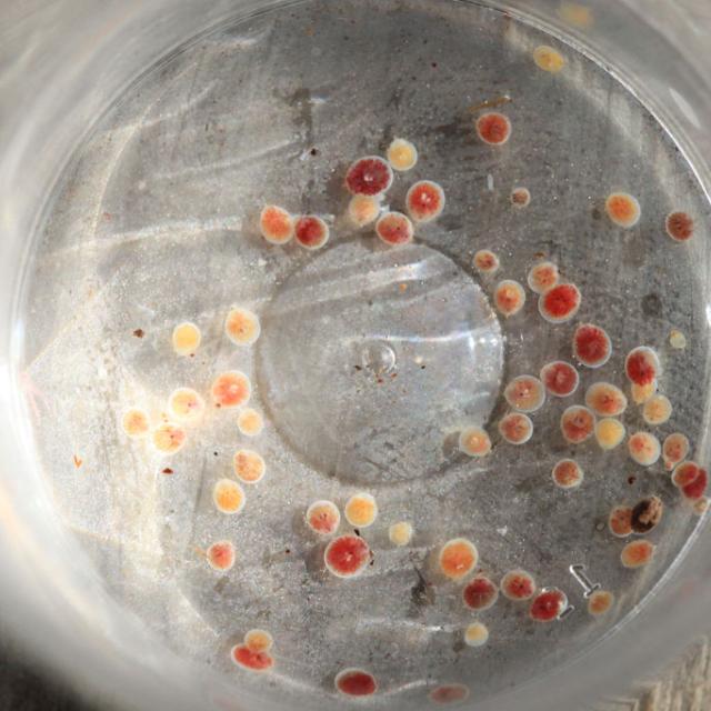 Tiques retirés d'une serotine bicolore © Marc Corail - Parc national des Écrins